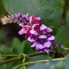 Image result for Pueraria