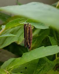 Image result for Psyche casta