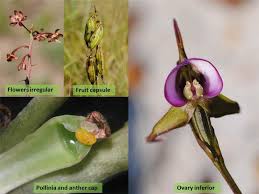 Image result for Orchidaceae