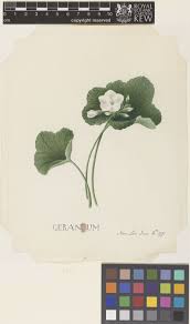 Image result for Geranium mlanjense