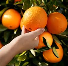 Fisher has recently been introduced in argentina where it ripens one week later than the more popular navelina and newhall. Navels Wonderful Citrus