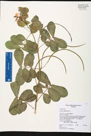 Image result for Senna obtusifolia