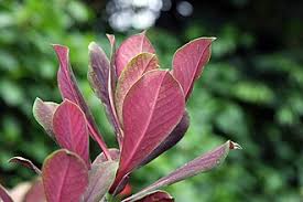 Image result for Synadenium kirkii