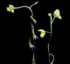 Image result for Utricularia arenaria