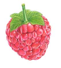 Start off with a circle for the raspberry like so, then move to step two. Colored Drawing Of A Raspberry Raspberry Natural Form Art Painting Crafts