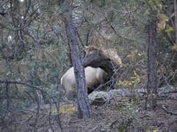 Hualapai Mountains Kingman Az Mountains Places Animals