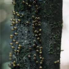 Image result for Apodanthaceae