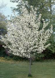 For the australian tree, see pouteria eerwah. Crabapples Trees On The Move