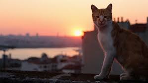 cats from istanbul turkey cats cat photo lots of cats