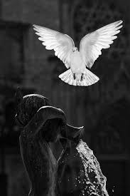 Black And White Pigeon Pictures Brendadellacasa Is The Editor In Chief For Prestonbailey Designs Www Prestonbailey Com The Author Of Cindere White Pigeon White Bird Black White Photos