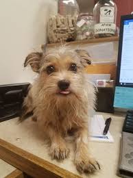 Lost male Yorkie found near VB Blvd and Rosemont