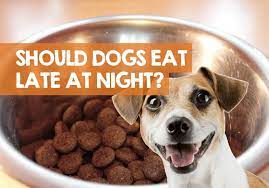 Is It Bad To Feed A Dog Late At Night Eating Before Bed Not Ok