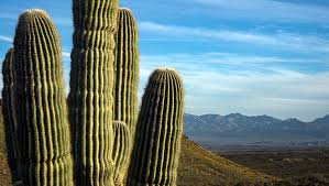 Arms are developed to increase the plant's reproductive capacity, as more apices lead to more flowers and fruit. 8 Things You Might Not Know About The Saguaro Cactus