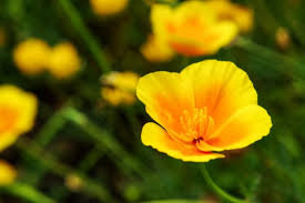 What does each flower symbolize? 10 Beautiful Types Of Yellow Flowers For Your Backyard