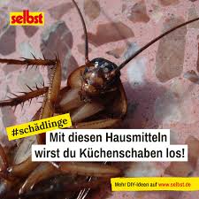 Kuchenschabe Selbst De In 2020 Schadlingsbekampfung Hausmittel Schaben Bekampfen