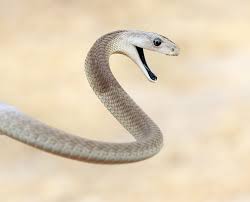 The 25 Toughest Animals On Earth Black Mamba Snake Mamba Snake Snake Images
