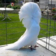 34 Of The Silliest Looking Animals On Earth Animals Pigeon Jacobin Pigeon