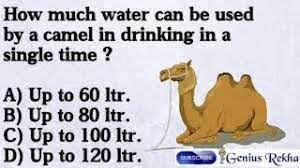 How much water should you drink each day? How Much Water Can Be Used By A Camel In Drinking In A Single Time Youtube