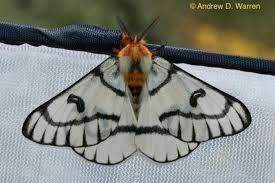 Moth Avec Images Papillon De Nuit Papillon Insectes