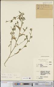 Image result for Emilia abyssinica