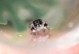 Gravid (fertilized) female spiders usually lay eggs 1 day to 2 weeks after mating, though they are able to store fertilization for as long as a year. Regal Jumping Spider Facts Identification Pictures