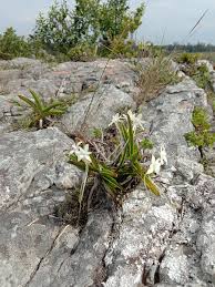 Image result for Rangaeris muscicola