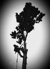 Arboriculture Treeclimbing Sweetgumtree Manhattanks Climbing Arborist Climbing Art Tree Images Tree Sketches