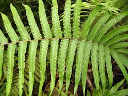 Image result for Megalastrum lanuginosum