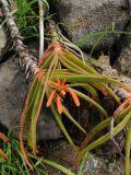 Image result for Aloe inyangensis