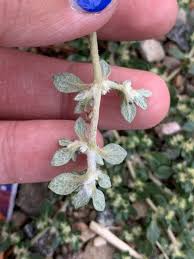 Image result for Guilleminea densa