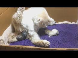 Cat Giving Birth Cat Gives Birth To 7 Kittens Youtube
