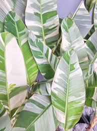 Image result for Musa sp. (Ornamental bananas)