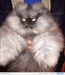 We did not find results for: 48 Werewolf Cat Ideas Werewolf Cat Cats Werewolf