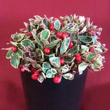 This creeping, rhizomatous shrublet grows to 6 inches, with scalloped or bristly toothed, glossy, dark green leaves. Gaultheria Procumbens Gaulbri1 Ppaf Cpbraf Winter Splash Briggs Nursery
