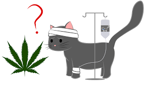Cat owners are using cbd oil to help relieve a variety of feline conditions, including arthritis, cancer, anxiety, lack of appetite, seizures, and chronic pain that's why cbd oils for cats should always be sourced from hemp, which contains 0.3% thc or less. Can Cannabis Help Your Cat Cope With Cancer Accuquote