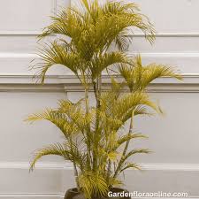 Image result for Dypsis lutescens