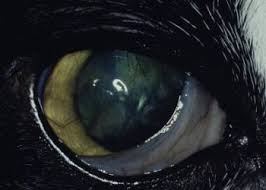 Veterinarians may prescribe oral antibiotics or antiviral medications to help ease symptoms, and drops or creams may be used for conjunctivitis or other eye irritations. Cornea Eye Diseases And Disorders Veterinary Manual