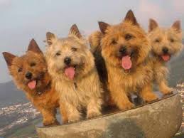 norwich terrier tortenelem fajta standard jelleget tartalmat es ellatas fotok porody sobak terer foto sobak
