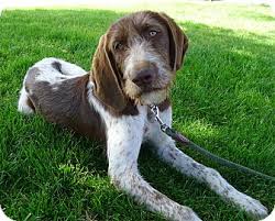 Otherwise, you'll never be able to keep up with this pup! Sacramento Ca German Wirehaired Pointer Meet Chantellie Big Soul A Pet For Adoption