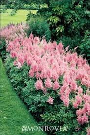 Astilbe Astilbe Simplicifolia Inshriach Pink Extend The Season With This Shade Loving Later Flowering Dwarf Astilbe Butterflies Lo Beautiful Gardens Garden Inspiration Plants