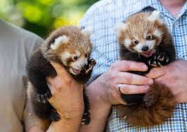 The zoo is situated in the south of the city between the boroughs of hacheney and brünninghausen. Zoo Dortmund Zwillinge Bei Den Kleinen Pandas Geboren