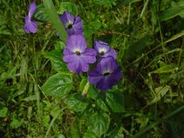 Image result for Browallia americana