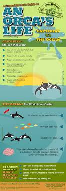 Orcas Life In Captivity Vs Living Free Orca Ocean Ocean Animals