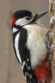 Buntspecht Portrat Forum Fur Naturfotografen Buntspecht Specht Vogel Als Haustiere