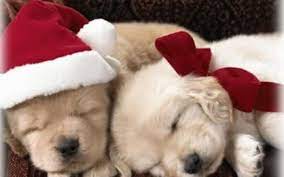 Puppies Wallpaper Christmas Puppy Christmas Puppy Puppy Wallpaper Christmas Animals