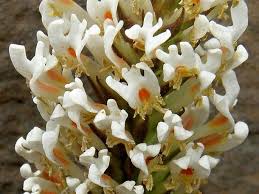 Image result for Hebenstretia angolensis