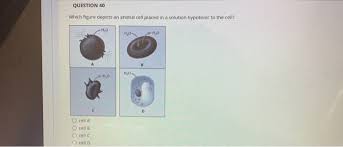 Hypotonic solution is a solution which, contains lesser solute concentration. Question 40 Which Figure Depicts An Animal Cell Chegg Com