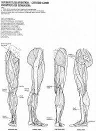 Dork colors mcy be used tl'dese brackets. Anatomy Coloring Pages Muscles Human Anatomy Diagram