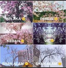 Sebuah taman bunga sakura di lereng lawu. Photos What Malaysia Looks Like When Sakura Trees Are In Full Bloom