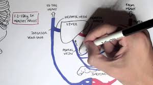 Blood vessels that drain blood from the small intestine and carry it to the liver/hepatic portal vein. Liver Anatomy And Blood Supply Youtube